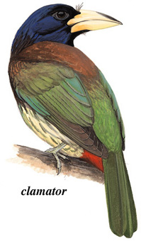 大拟啄木鸟 Greater Barbet