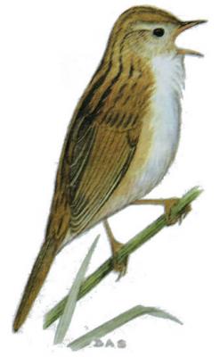 斑背大尾莺 Stuak-bachel Suamp Wabler